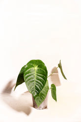 Anthurium veitchii x forgetii